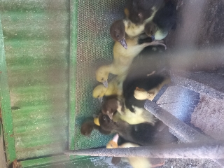 Patos vários tamanhos