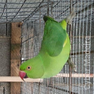 Casal ring necks verdes