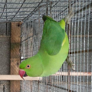 ring necks