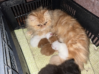 Vendo gatos persa Persa
