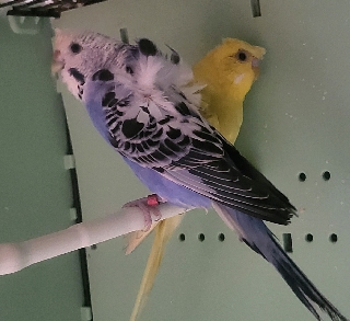 Casal Periquito