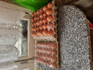 Ovos caseiros para venda