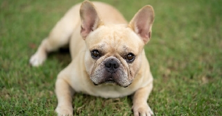 Bulldog Bulldog