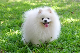 Spitz alemao miniatura Outros