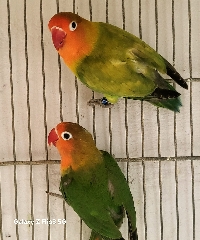 Agapornis fischeris Agapornis Fishers