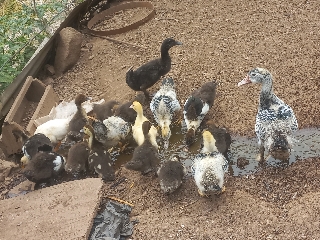 Patos vários