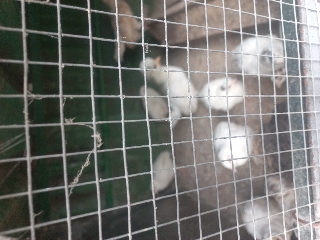 Codornizes