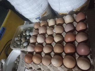 Ovos caseiros