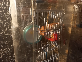 Ofereço vários hamsters