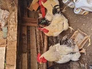 Vendo galos