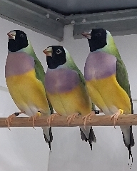 Fêmeas Diamante de Gould