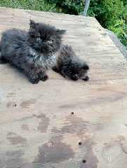 Persa macho Persa
