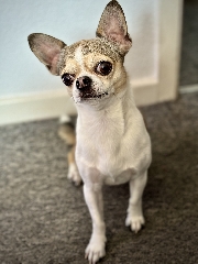 Chihuahua mini Chihuahua