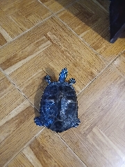 Vendo melhor oferta