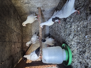 Pombos