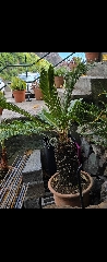 Cica