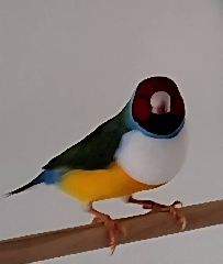 Diamante de Gould para ceder
