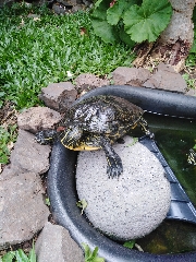 TARTARUGA