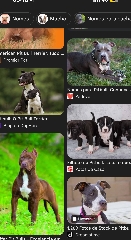 Procuro Pitbull puro!