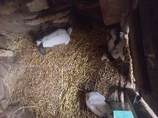 Coelhos cruzados borboleta