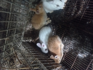 Coelhos anoes