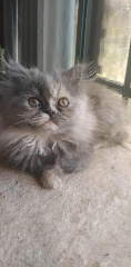 Gata persa . Informações 925854457 Persa