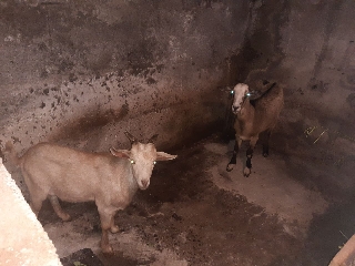 Casal cabras