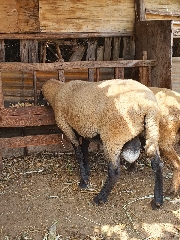 Carneiro macho