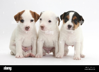 Ninhada Jack Russel Terrier Outros