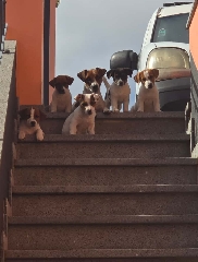 Ninhada Jack Russel Terrier Outros