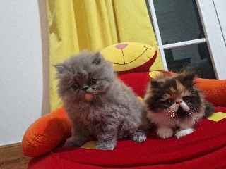 Gatinhos Persa