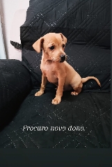 Pincher Macho procura novo dono Pincher