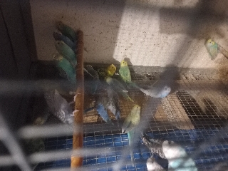 Periquitos manderins Periquito