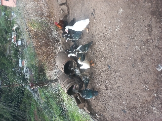Patos galinhas galos