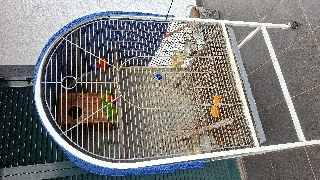 Vendo casal de loris