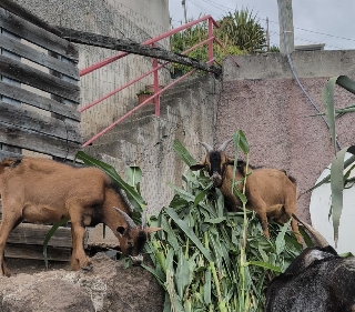 Machos Novos