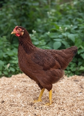 Rhode Island Red