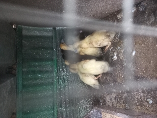 Patos
