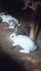Coelhos cruzados borboleta