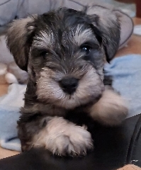 Vendo schnauzer miniatura Outros