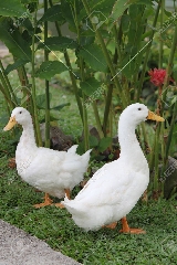 Patos Brancos