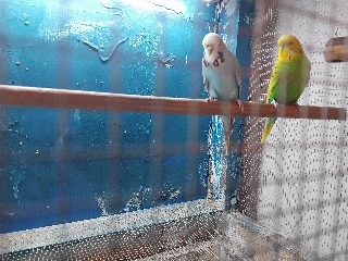Casal Periquito