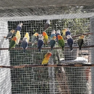 Agapornis Fischeris