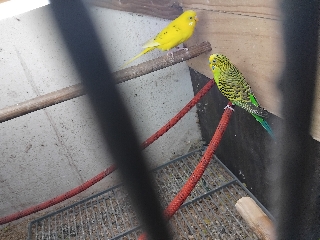 Casal Periquito