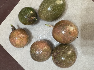 Maracujá roxo grado