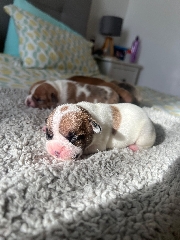 Cachorros buldogue francês Bulldog