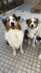Cachorros pastor australiano Outros
