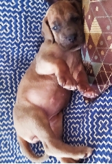 Cachorros Dogue alemão Dogue Alemão