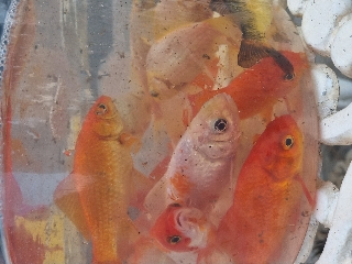 Cometas para venda Outros