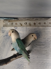 Casal de agapornis Roseicollis